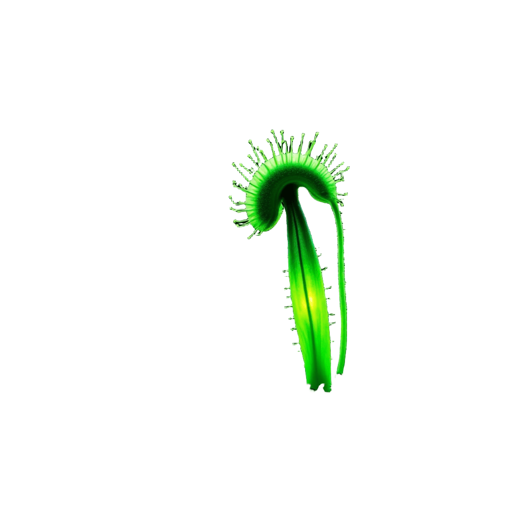 Venus Flytrap with Bioluminescent Markings